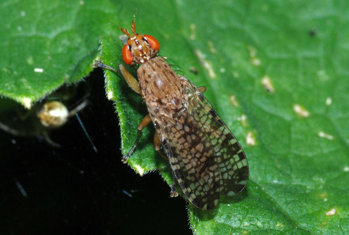 Euthycera chaerophylli